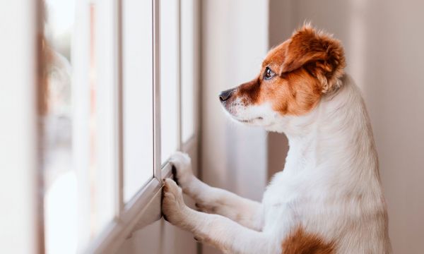 Как снять квартиру в аренду с собакой
